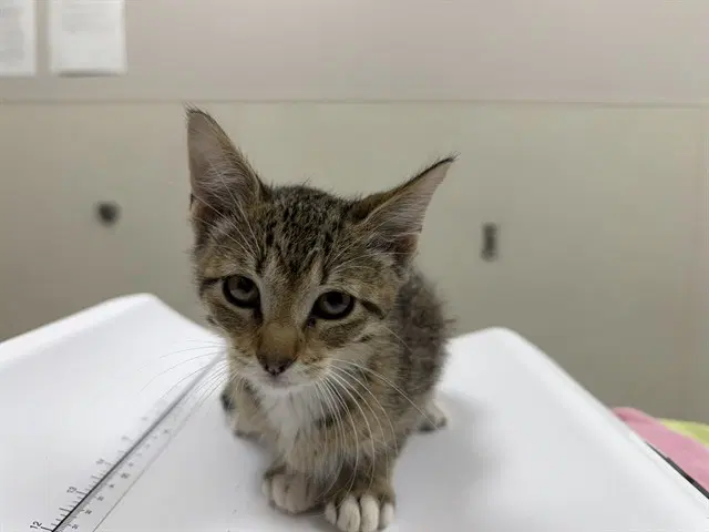 Berto - Domestic Short Hair