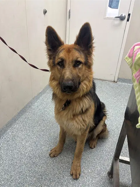 Moose - German Shepherd Dog