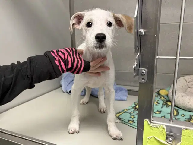 Crack - Parson Russell Terrier