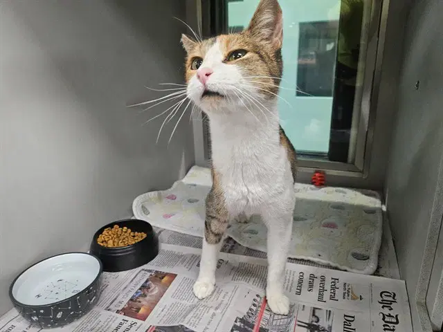 Jbl - Domestic Short Hair