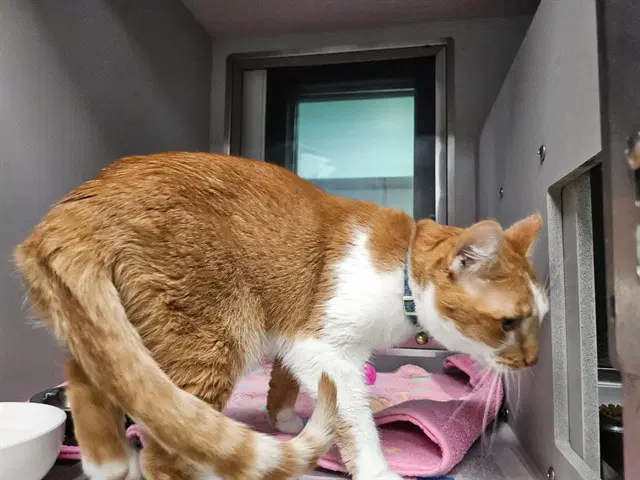 Twinkie - Domestic Short Hair
