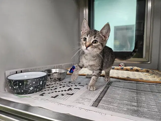 Lee - Domestic Short Hair