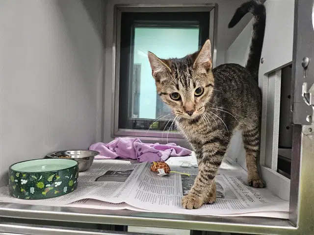 Roar - Domestic Short Hair