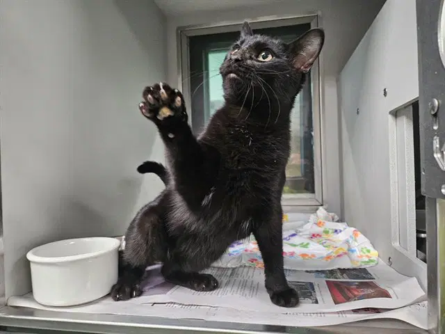 Sejanus - Domestic Short Hair