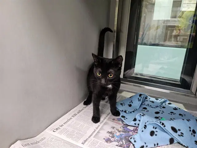 Twohig - Domestic Short Hair