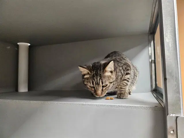 Astroid - Domestic Short Hair