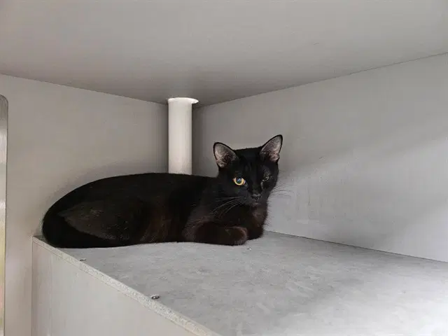 Hartley - Domestic Short Hair