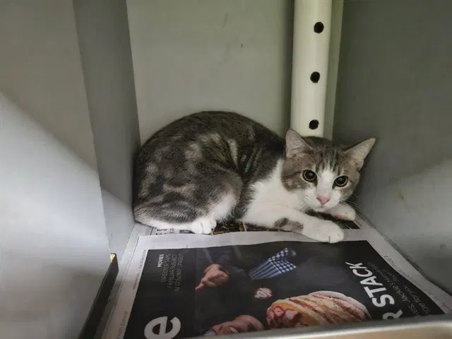 Leonidas - Domestic Short Hair