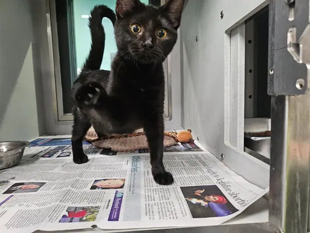 Luciano - Domestic Short Hair