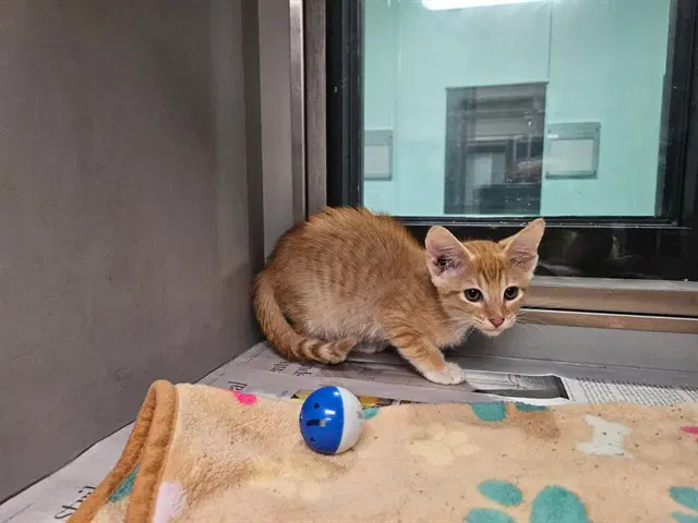 Nellie - Domestic Short Hair