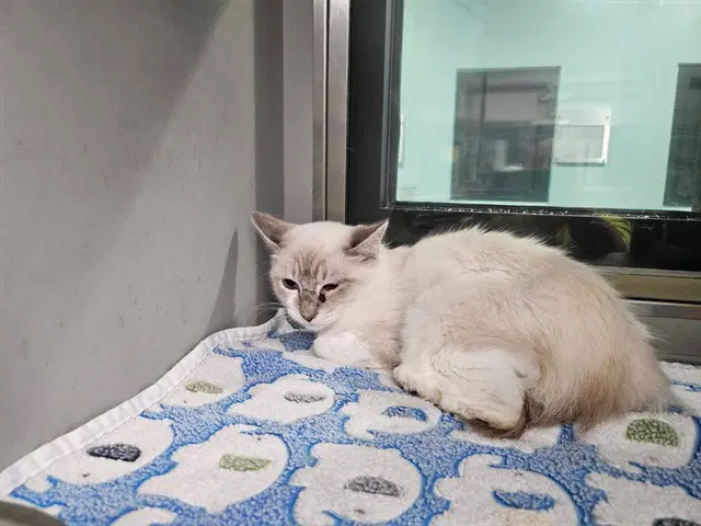 Opal - Siamese