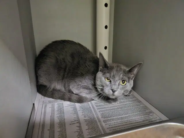 Pita - Russian Blue