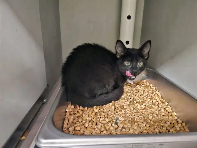 South - Domestic Short Hair
