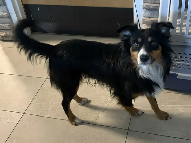 Koda - Australian Shepherd
