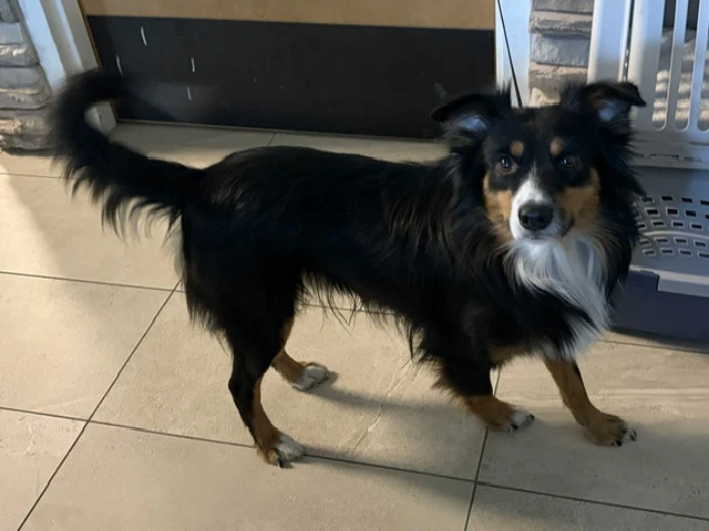 Koda