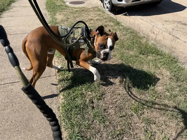 Rocko - Boxer