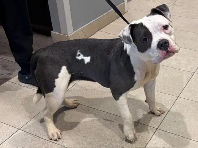Moochi - American Bulldog