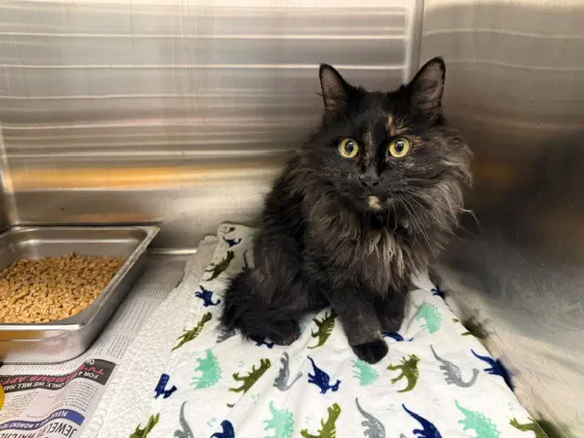 Myrtle - Domestic Long Hair