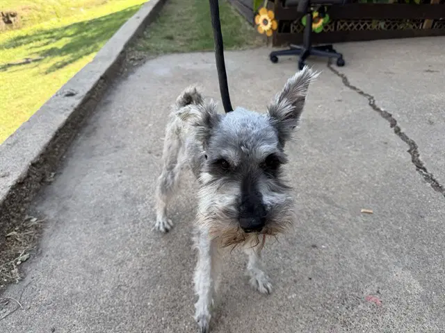 Mccoy - Miniature Schnauzer