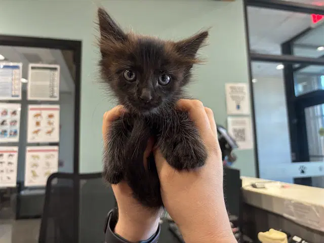 Dodge - Domestic Long Hair