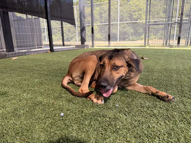 Ru - Black Mouth Cur