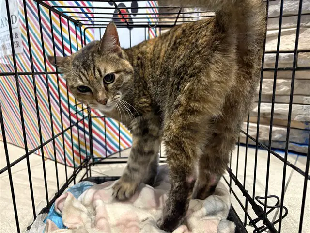 Eve - Domestic Short Hair