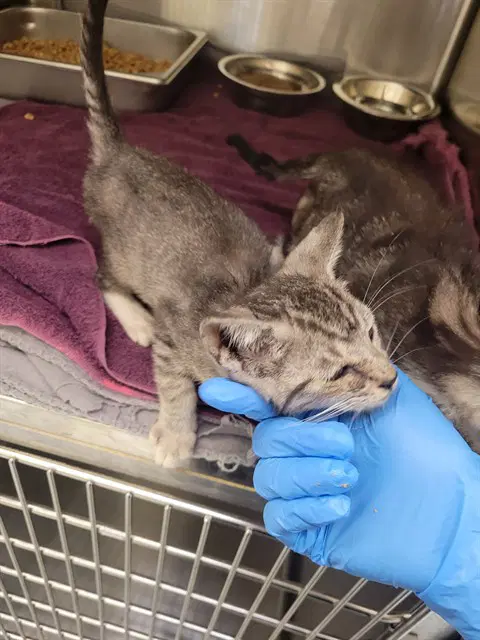 Elio - Domestic Short Hair