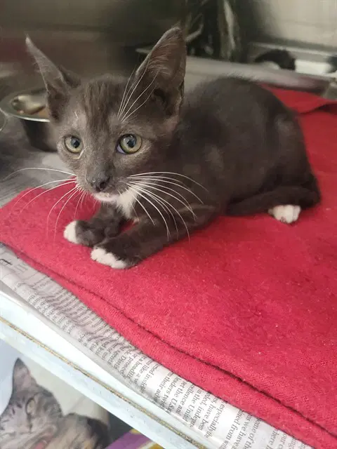 Elowen - Domestic Short Hair