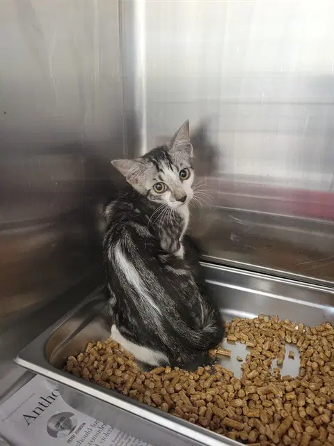 Brair - Domestic Short Hair