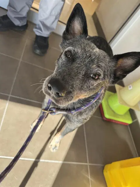 Toro - Australian Cattle Dog/Blue Heeler