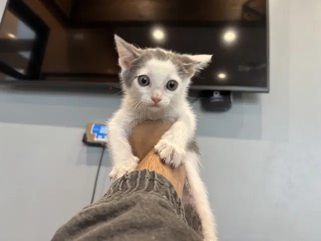 Thing - Domestic Short Hair
