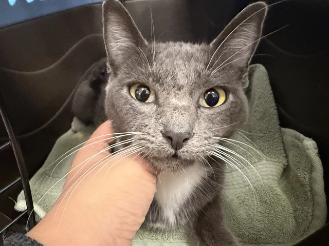 Lupita