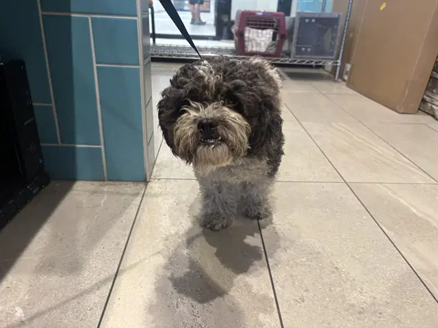 Oreo - Shih Tzu