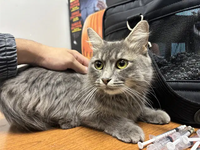 Blue - Domestic Short Hair