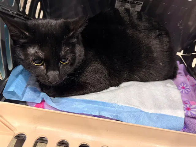Mia - Domestic Short Hair
