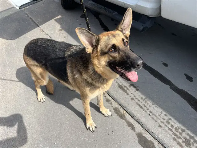 Sailor Mars - German Shepherd Dog