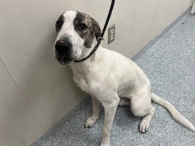 Traveler - Catahoula Leopard Dog