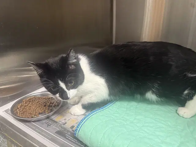 Purrrple - Domestic Short Hair