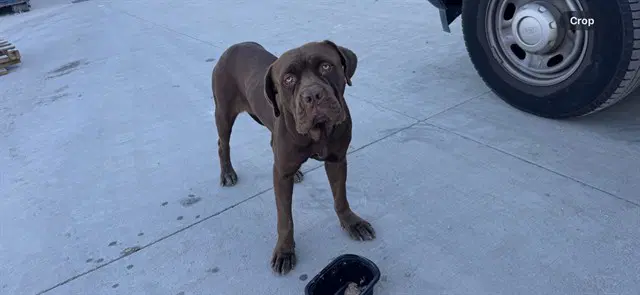 Ruby - Dogue de Bordeaux