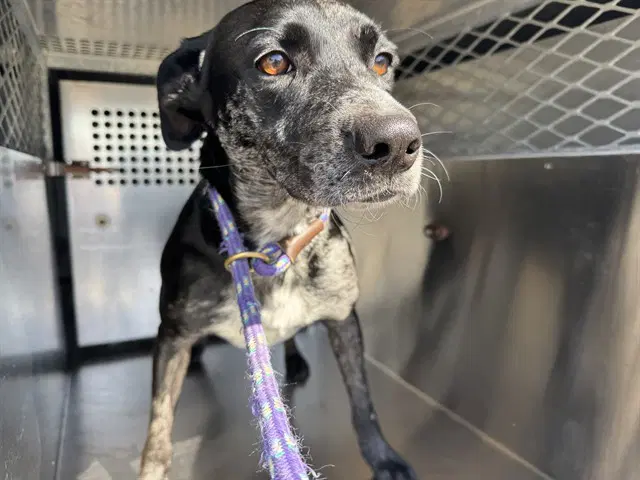 Jamie - Catahoula Leopard Dog