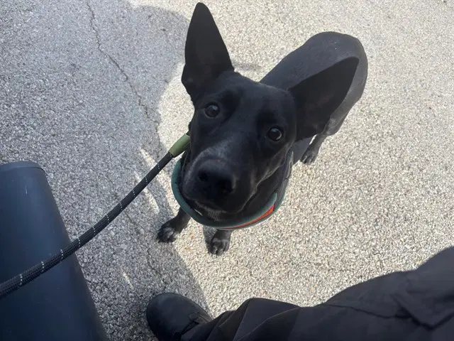 Mary Puppins - Labrador Retriever