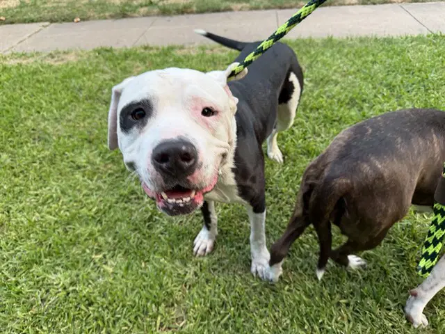Malo - American Pit Bull Terrier