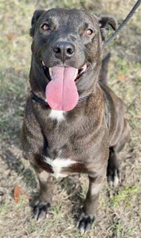 adoptable Dog in Houston, TX named TULIP