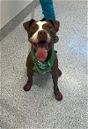 adoptable Dog in  named SMITTY