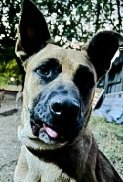 adoptable Dog in Houston, TX named BONNIE