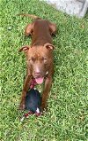 adoptable Dog in houston, TX named KOOPA