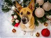 adoptable Dog in houston, TX named KARA