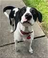 adoptable Dog in houston, TX named LANCE