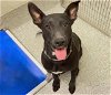 adoptable Dog in houston, TX named CLEO