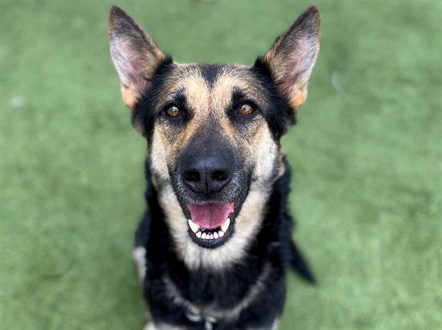 adoptable Dog in Houston, TX named AVA